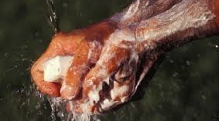 Hygiène : L’Art de bien se laver les mains