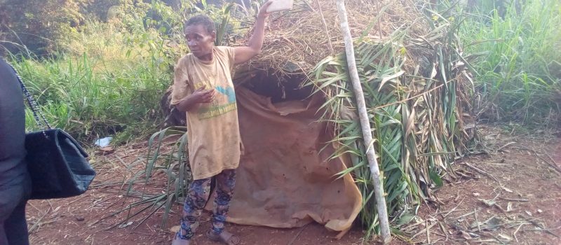 Environnement: Débat sur la redevance forestière au Cameroun