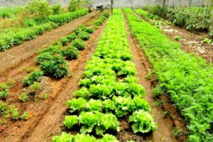 Sécurité alimentaire : L’agroécologie pour lutter contre le changement climatique en Afrique