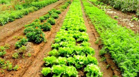 Sécurité alimentaire : L’agroécologie pour lutter contre le changement climatique en Afrique