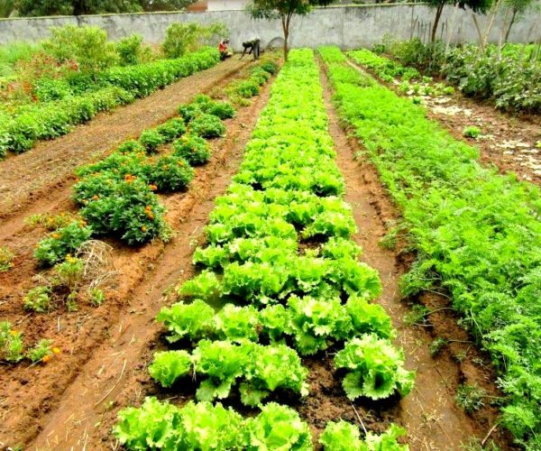 Sécurité alimentaire : L’agroécologie pour lutter contre le changement climatique en Afrique