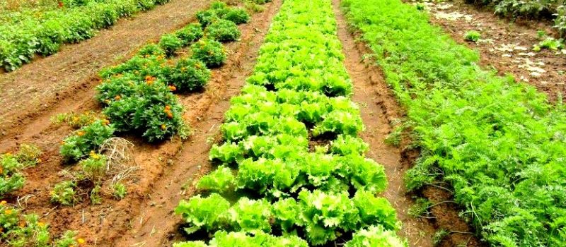 Sécurité alimentaire : L’agroécologie pour lutter contre le changement climatique en Afrique