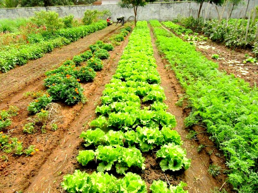 Sécurité alimentaire : L’agroécologie pour lutter contre le changement climatique en Afrique