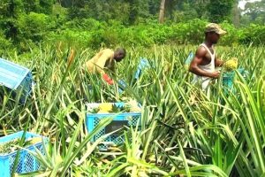 Les populations se lancent dans l’agriculture bio à Mombo
