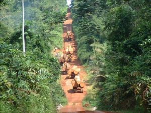 Cameroun:75% du bois de source illégale