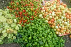 Agriculture résiliente: Les bons plans de Koolfarmer pour la production et la consommation locale de fruits et légumes bio