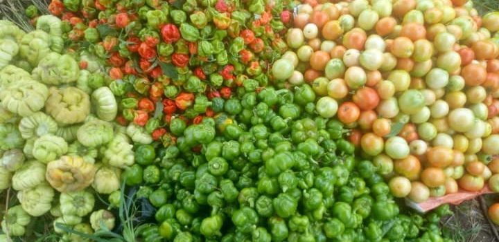 Agriculture résiliente: Les bons plans de Koolfarmer pour la production et la consommation locale de fruits et légumes bio