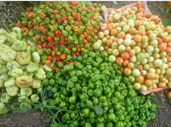 Agriculture résiliente: Les bons plans de Koolfarmer pour la production et la consommation locale de fruits et légumes bio