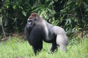 Biodiversité: Des espèces menacées d’extinction au Cameroun