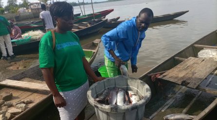 Fleuve Wouri: Comment la pollution tue l’activité des pêcheurs et revendeuses de poissons de Bonassama