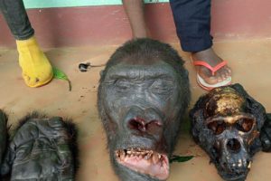 Deux trafiquants de gorilles traqués à Doumé