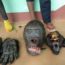 Deux individus impliqués dans le trafic de gorilles recherchés à Doumé au Cameroun
