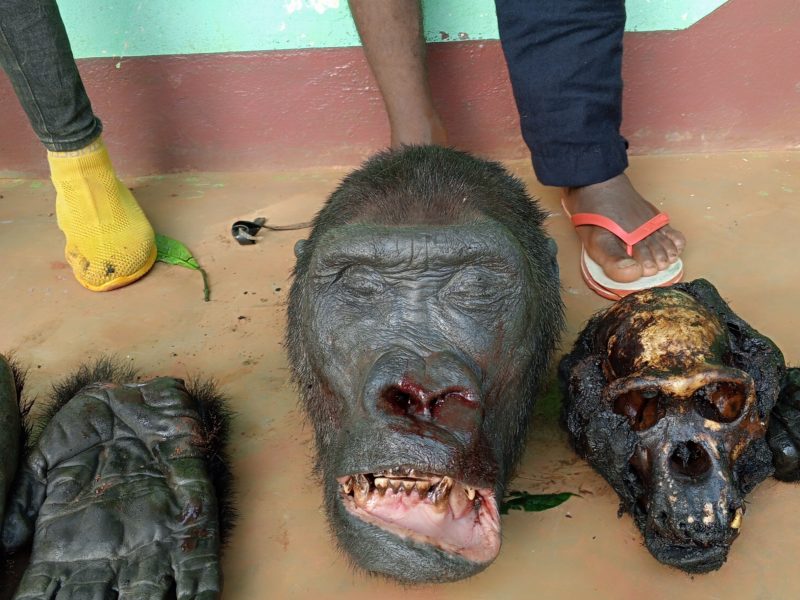 Deux trafiquants de gorilles traqués à Doumé