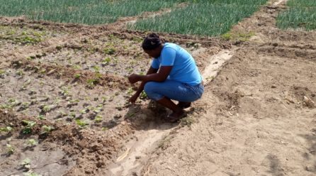 Agriculture : Comment la canicule met les cultures en péril dans l’Extrême Nord