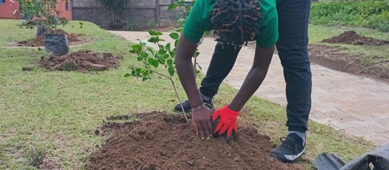 Changement climatique : 500 arbres pour lutter contre l’extrême chaleur au Cameroun