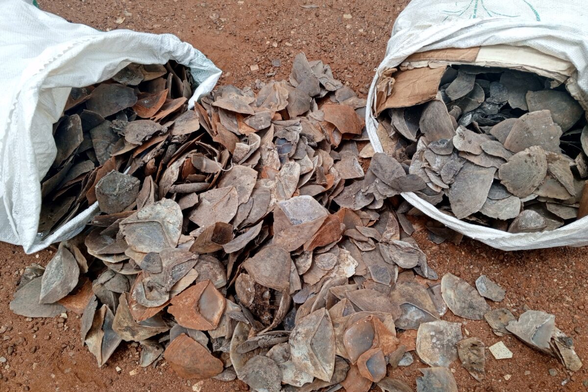 Deux présumés trafiquants d’écailles de pangolins géants devant la barre à Tibati