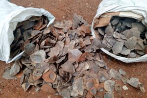 Deux présumés trafiquants d’écailles de pangolins géants devant la barre à Tibati