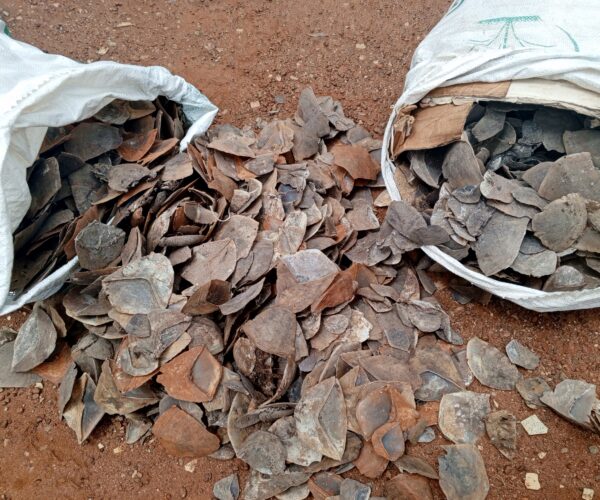 Deux présumés trafiquants d’écailles de pangolins géants devant la barre à Tibati