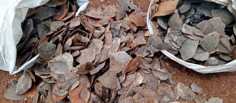 Deux présumés trafiquants d’écailles de pangolins géants devant la barre à Tibati