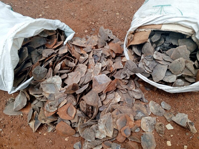 Deux présumés trafiquants d’écailles de pangolins géants devant la barre à Tibati