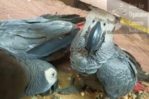 Au Cameroun, trois présumés trafiquants arrêtés en possession de 60 perroquets gris à queue rouge