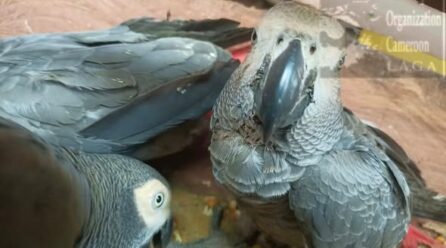 Au Cameroun, trois présumés trafiquants arrêtés en possession de 60 perroquets gris à queue rouge