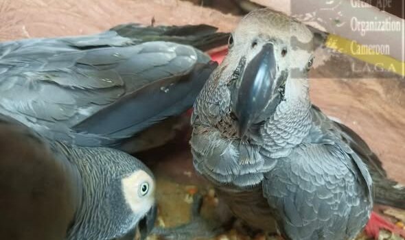 Au Cameroun, trois présumés trafiquants arrêtés en possession de 60 perroquets gris à queue rouge