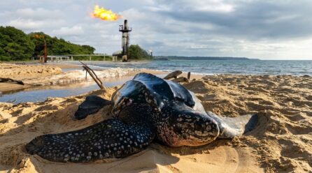 La ruée vers le pétrole menace un tiers de la superficie des aires protégées du bassin du Congo