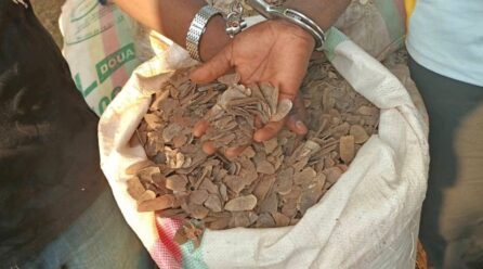 A Yokadouma, trois présumés trafiquants d’écailles de pangolins poursuivis en justice