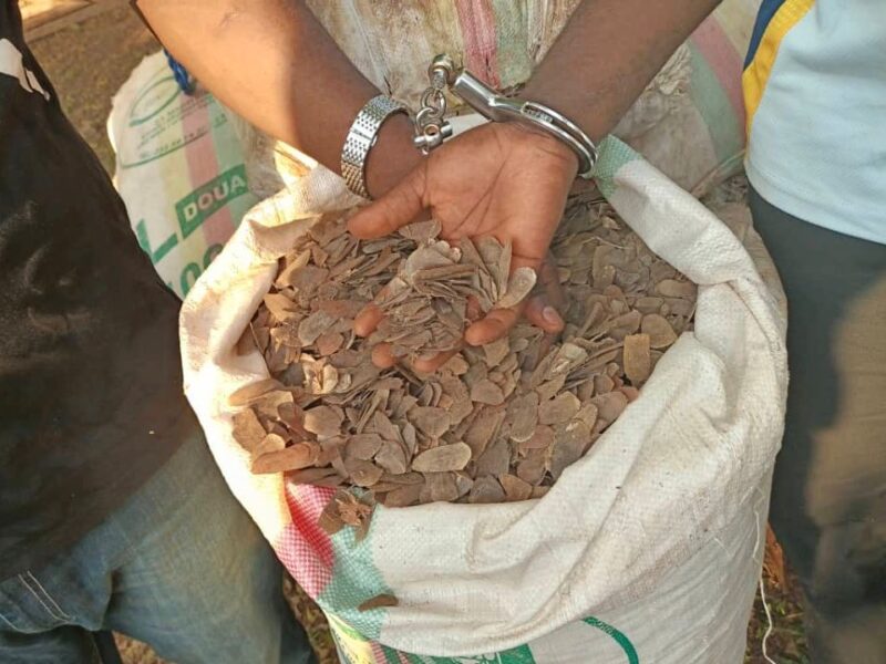 A Yokadouma, trois présumés trafiquants d’écailles de pangolins poursuivis en justice
