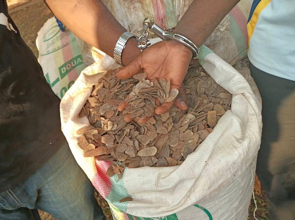 A Yokadouma, trois présumés trafiquants d’écailles de pangolins poursuivis en justice